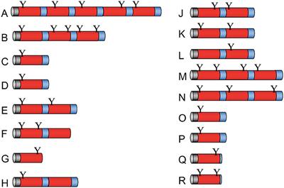 The Saposin-Like Protein AplD Displays Pore-Forming Activity and Participates in Defense Against Bacterial Infection During a Multicellular Stage of Dictyostelium discoideum